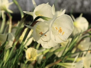 Påsktrumpet 'Arctic Bells'